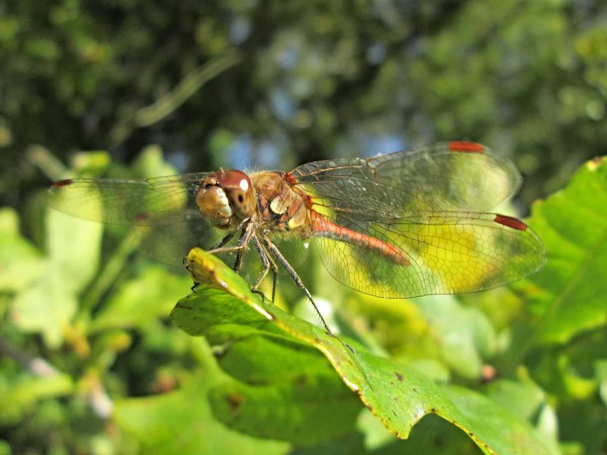 Common Darter (male)